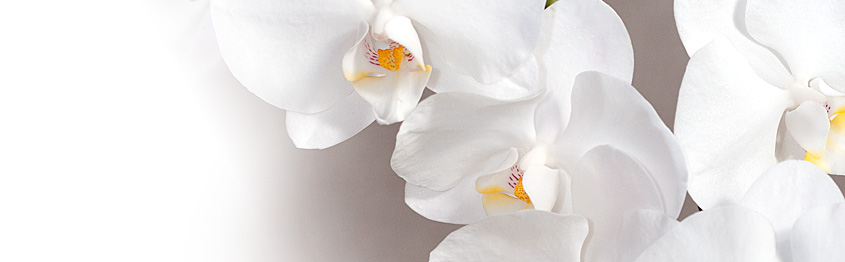Orchideen - Zahnarzpraxis Herne weiße Orchideen - Zahnarzpraxis Herne